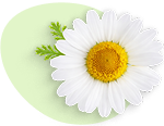 camomile