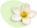 boswellia
