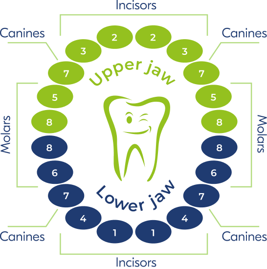 Baby Teeth Eruption Chart